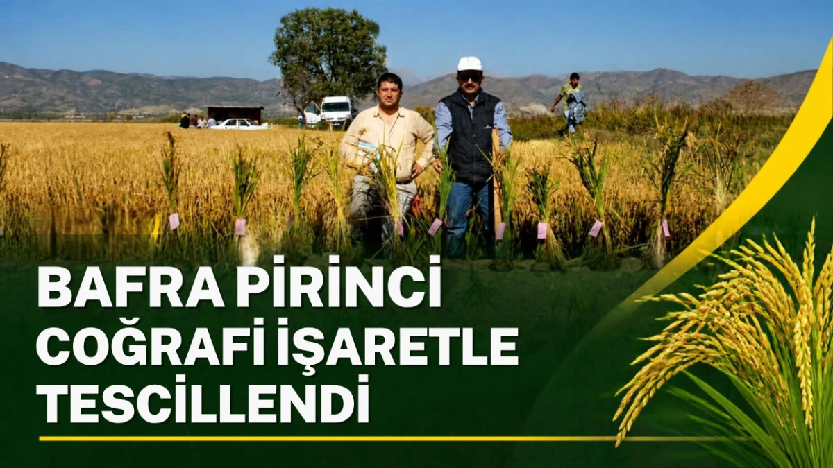 Bafra Pirinci coğrafi işaretle tescillendi