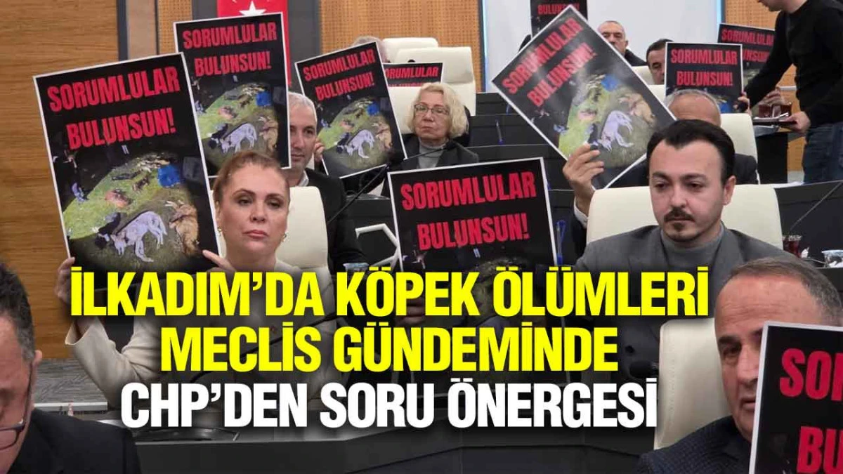 CHP, İlkadım’daki Köpek Ölümlerinin Aydınlatılmasını Talep Etti