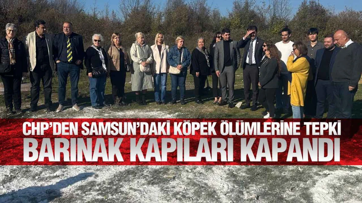 CHP’den Samsun’daki Köpek Ölümleri İçin İnceleme Başlattı