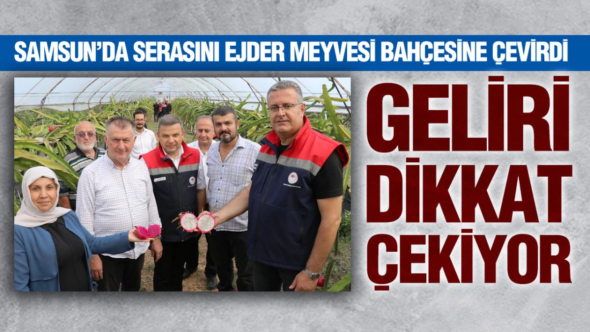 Fındığa Alternatif Arayan &Ccedil;arşambalı &Uuml;retici Ejder Meyvesine Y&ouml;neldi