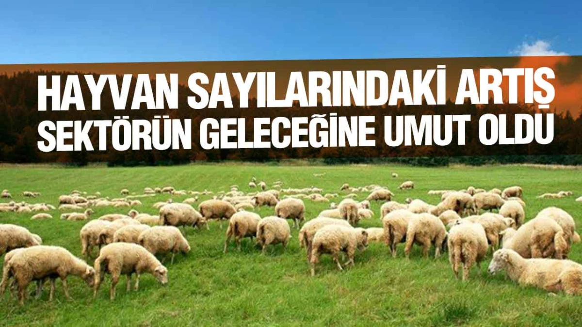 Hayvan Sayılarındaki Artış Sekt&ouml;r&uuml;n Geleceğine Umut Oldu