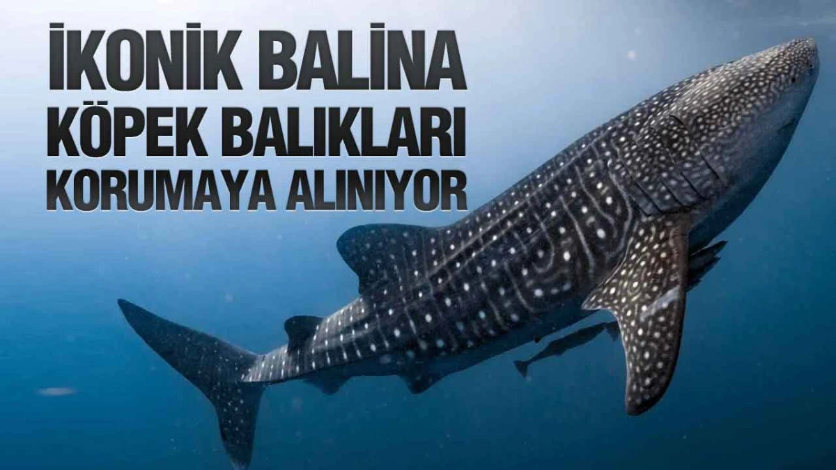 Maldivler İkonik Balina K&ouml;pek Balıklarını Korumak İ&ccedil;in Tech4Nature Projesini Başlattı