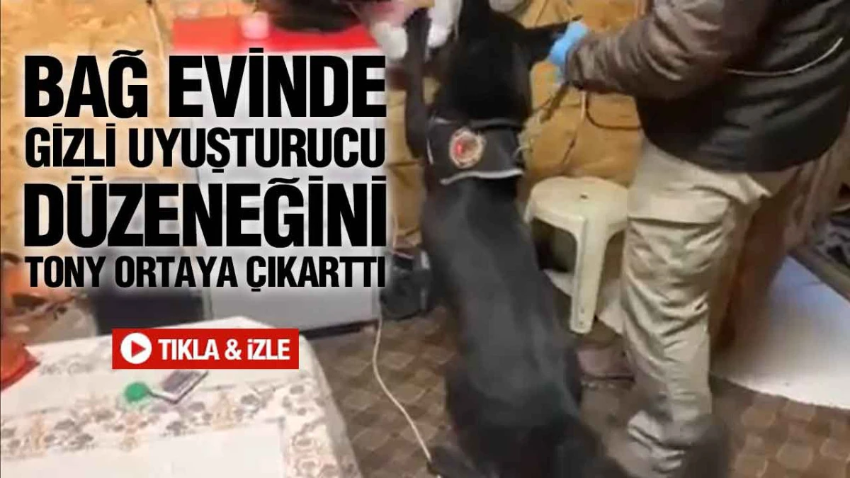 Narkotik Köpeği Tony Bağ Evindeki Uyuşturucu Düzenini Ortaya Çıkardı