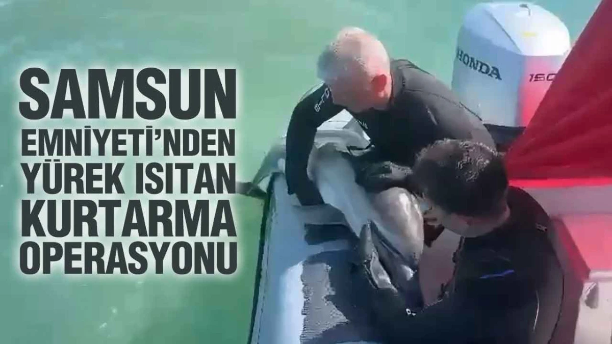 Samsun K&uuml;rt&uuml;n Deresi&rsquo;nde Mahsur Kalan Yunus Kurtarıldı