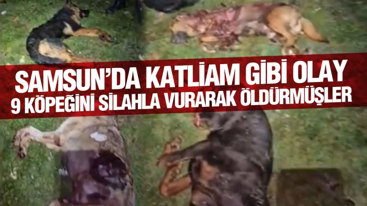Samsun’da 9 Köpek Silahla Vurularak Öldürüldü