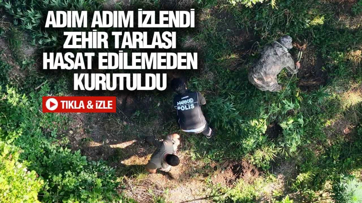 Samsun'da Dev Uyuşturucu Operasyonu, Y&uuml;zlerce K&ouml;k Kenevir ve Esrar Ele Ge&ccedil;irildi
