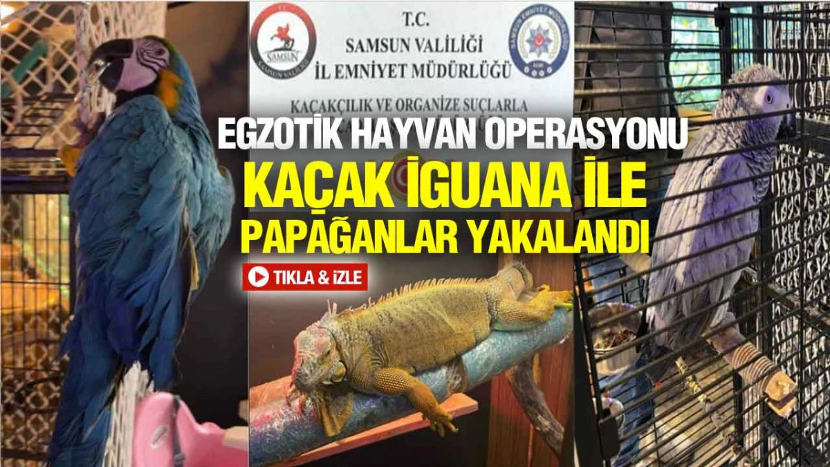 Samsun&rsquo;da Ka&ccedil;ak Egzotik Hayvan Baskını, İguana ve Papağanlar Kurtarıldı