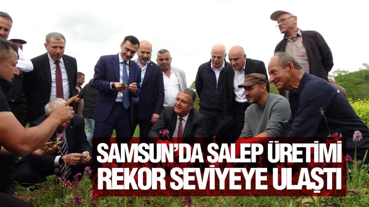 Samsun&rsquo;da Salep Hasadı Coşkusu: &Uuml;reticiler ve Vatandaşlar Bir Araya Geldi