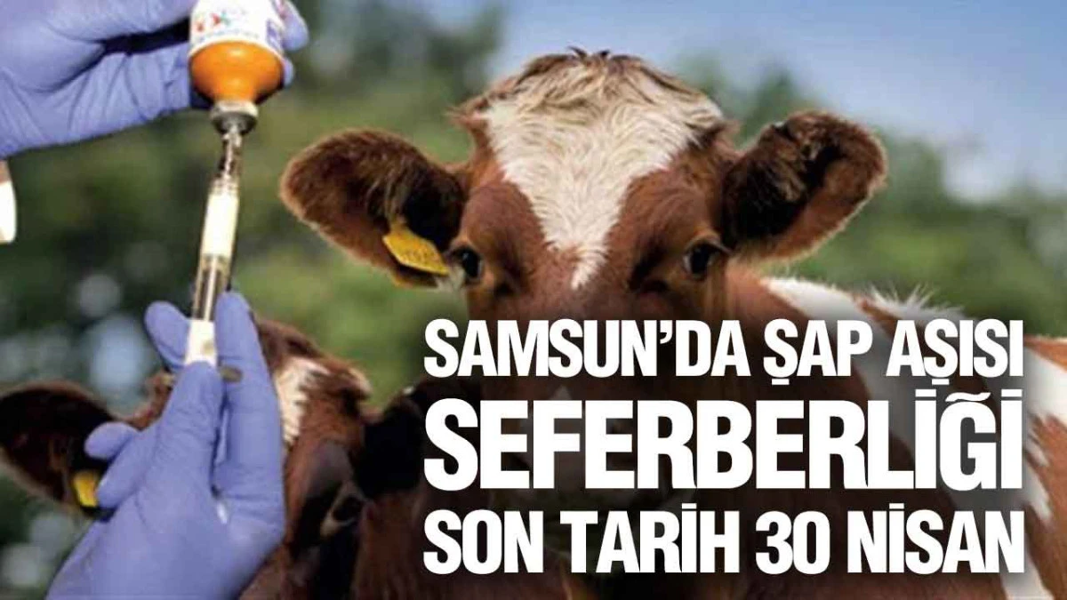 Samsun&rsquo;da Şap Aşısı Başladı