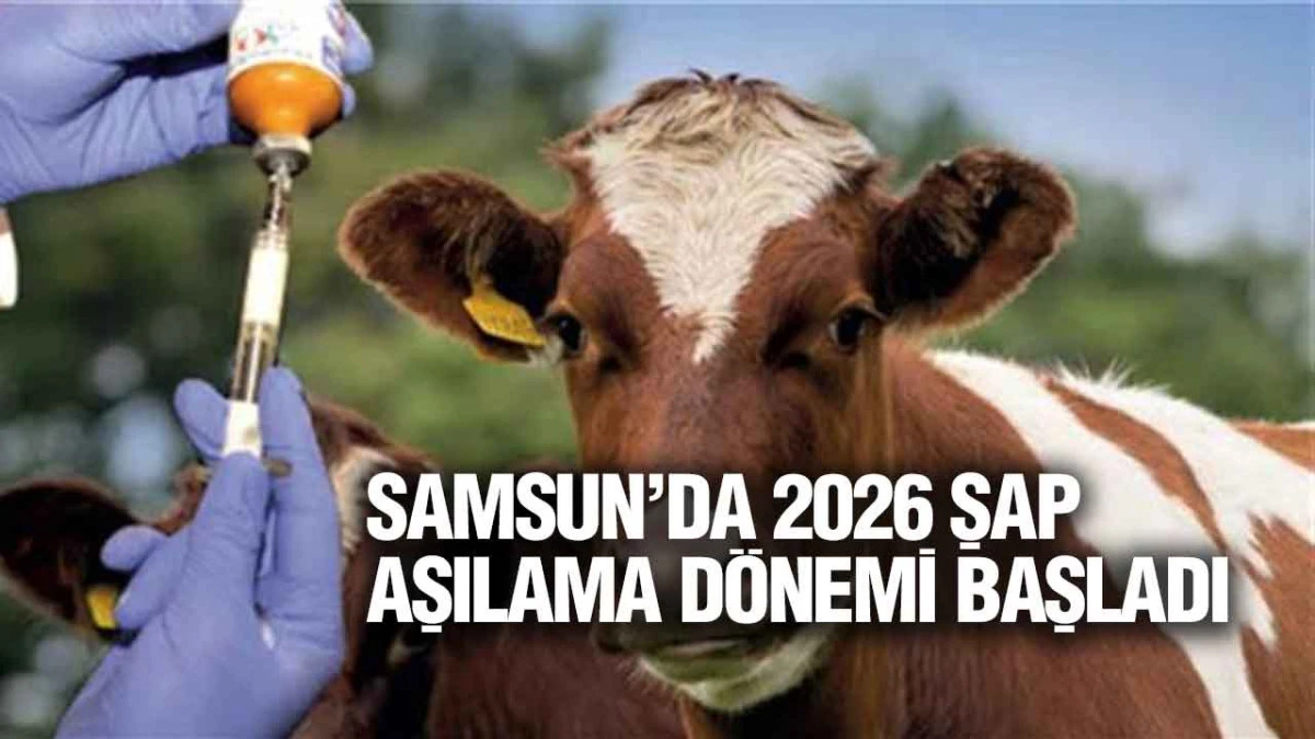 Samsun’da SAT–1 Şap Aşısı Olmayan Hayvanlara Sevk İzni Yok
