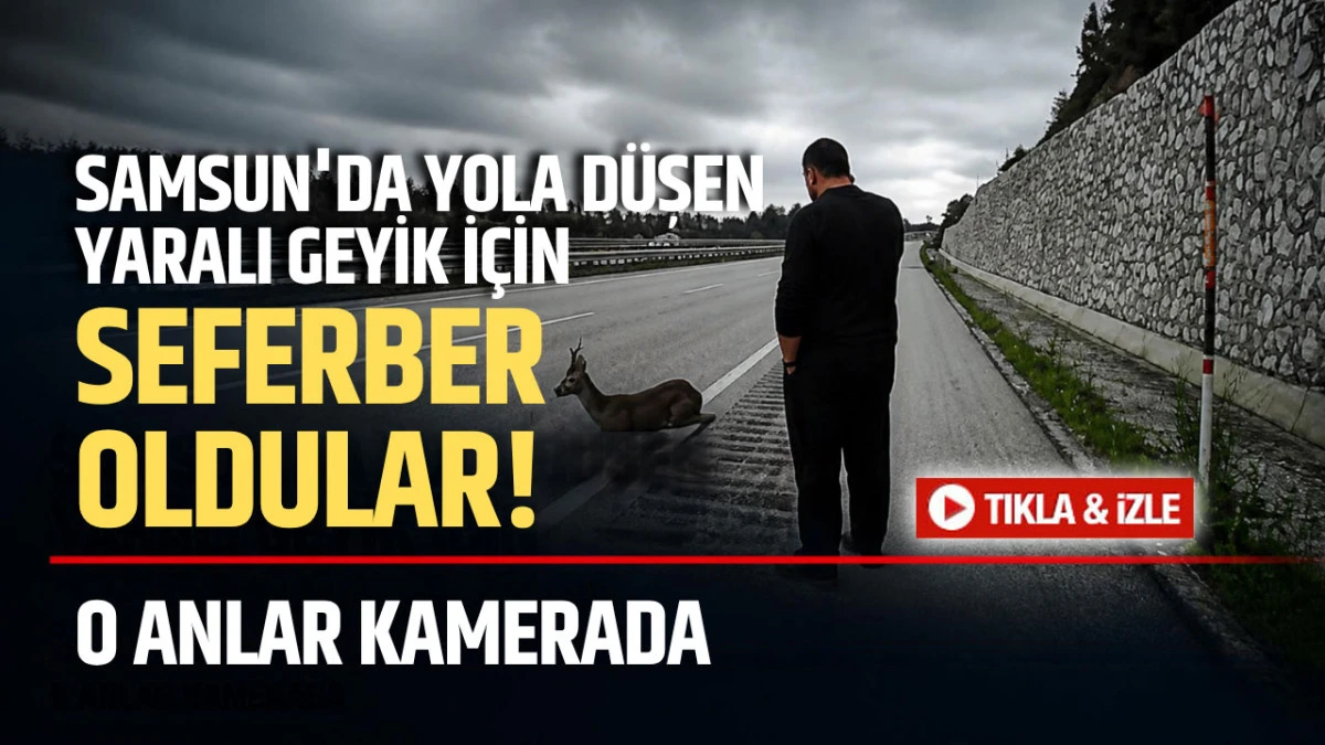 Samsun&rsquo;da trafikte şaşırtan anlar! Yaralı geyiği g&ouml;ren aile aracını durdurdu
