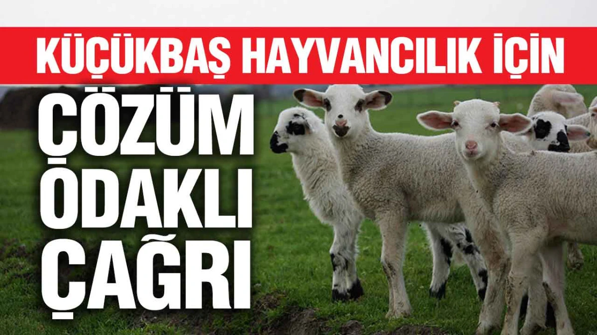 T&Uuml;RKYED Genel Başkanı Nihat &Ccedil;elik&rsquo;ten K&uuml;&ccedil;&uuml;kbaş Hayvancılık İ&ccedil;in &Ccedil;&ouml;z&uuml;m Odaklı &Ccedil;ağrı