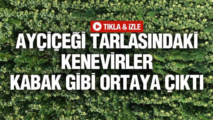 Samsun Polisi “Tarla İçinde Tarla” Yöntemini Deşifre Etti: 5230 Kök Kenevir Ele Geçirildi