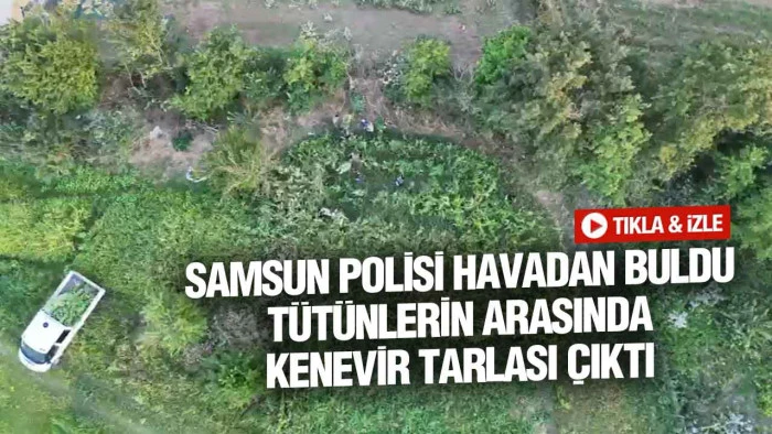 Samsun&rsquo;da T&uuml;t&uuml;nlerin Arasına Kenevir Ektikleri Ortaya &Ccedil;ıktı